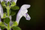 Hairy skullcap